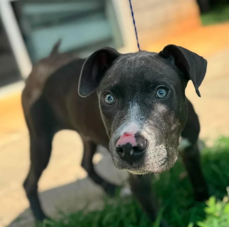 A baby medium-sized male Mixed Breed dog named Chapo for adoption in Long Island City, NY