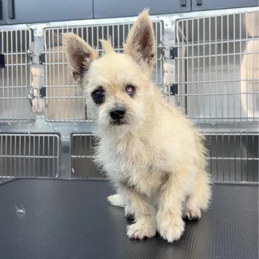 An adult small-sized male White / Cream Chihuahua dog named Asher A for adoption in Mission Hills, CA