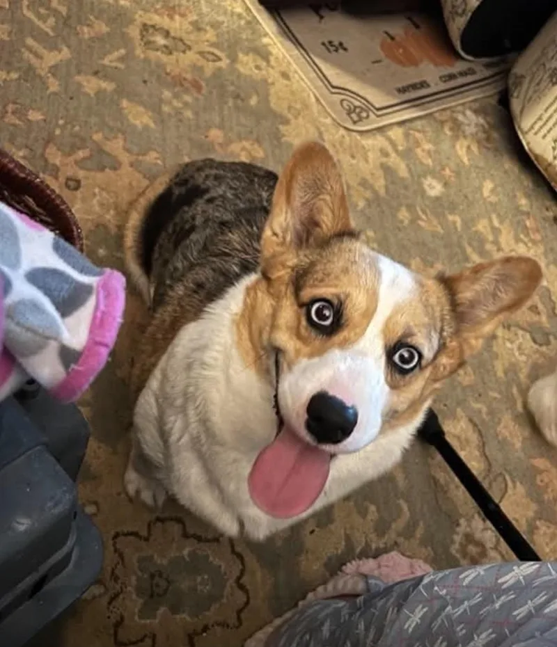 An adult small-sized female Corgi dog named BlueJeans for adoption in Warrenton, MO