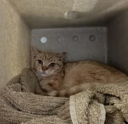 A young medium-sized male Domestic Short Hair cat named Pimento for adoption in Quakertown, PA