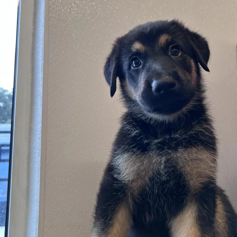 A baby small-sized male German Shepherd Dog dog named Draco for adoption in Tampa, FL