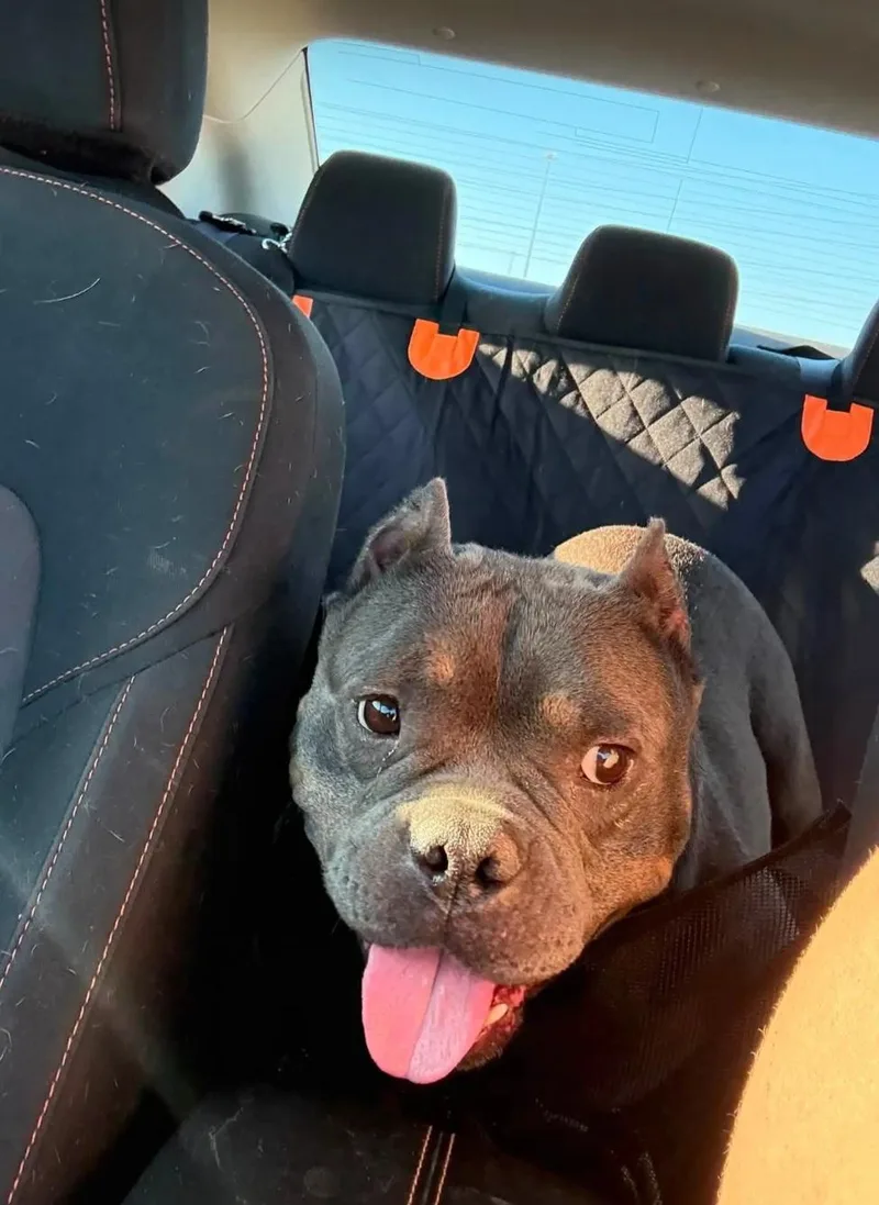 Gidget the Gremlin thumbnail 3