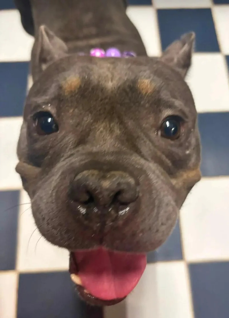 Gidget the Gremlin thumbnail 4