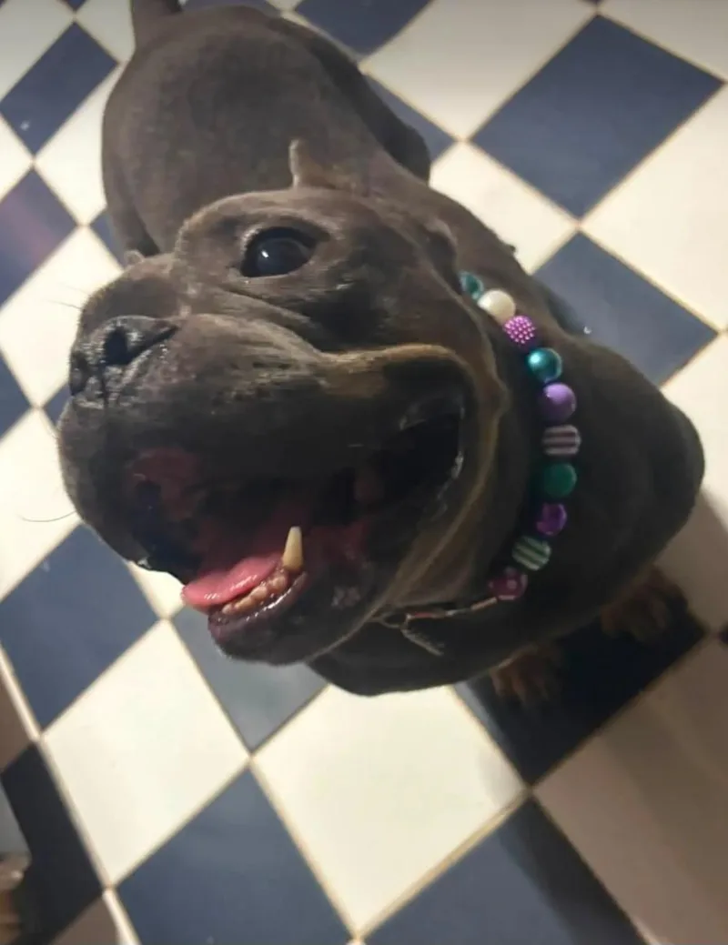 Gidget the Gremlin thumbnail 5
