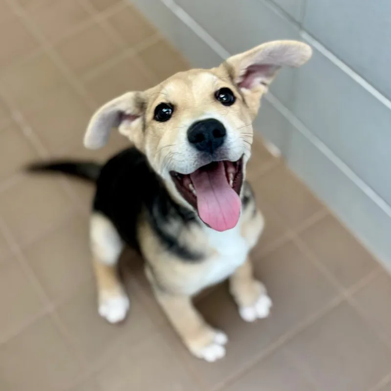 A baby small-sized male Black Mixed Breed dog named Bennett for adoption in Wantagh, NY