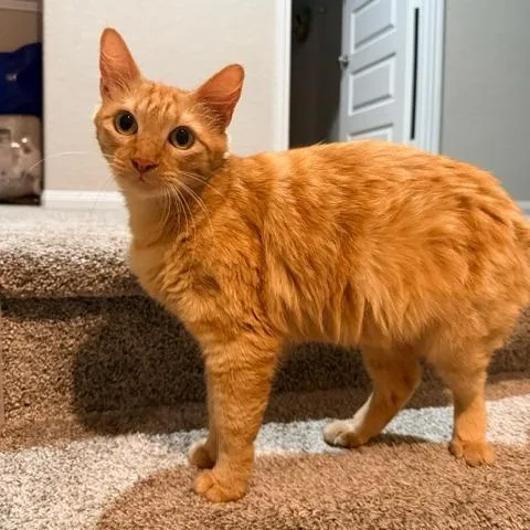 A young small-sized female Orange / Red Domestic Long Hair cat named Trinity for adoption in Houston, TX