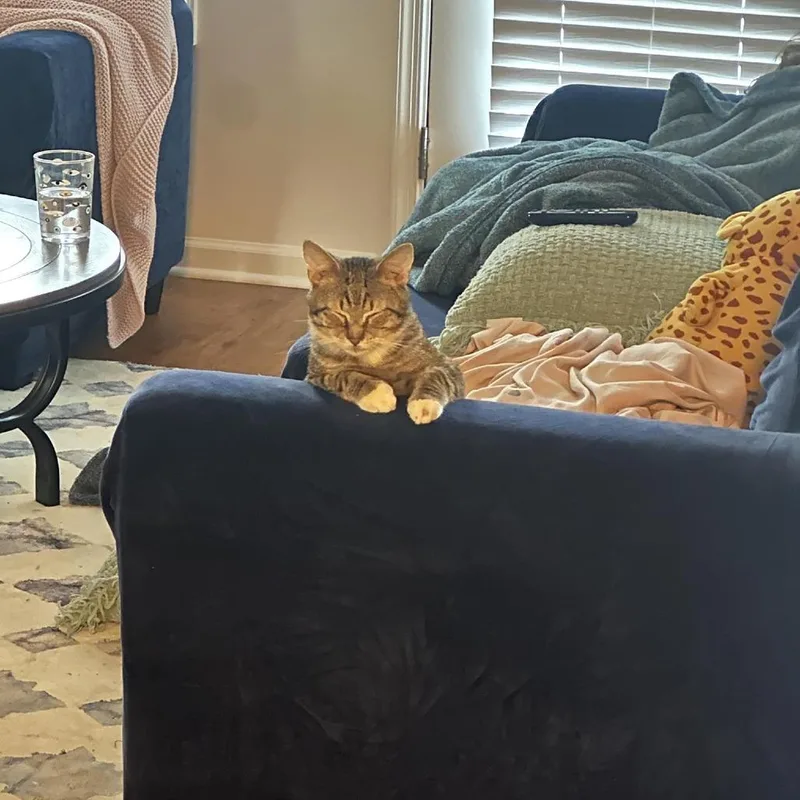 A young medium-sized male Brown / Chocolate Domestic Short Hair cat named Boots for adoption in Harrisonburg, VA