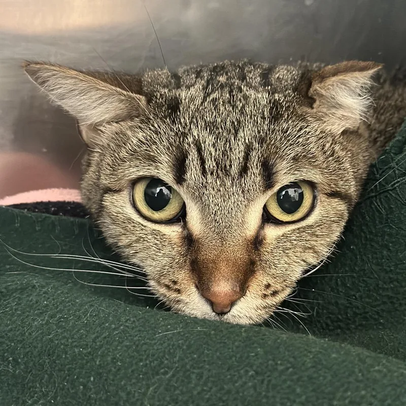 An adult medium-sized female Brown / Chocolate Domestic Short Hair cat named Dream for adoption in Matteson, IL