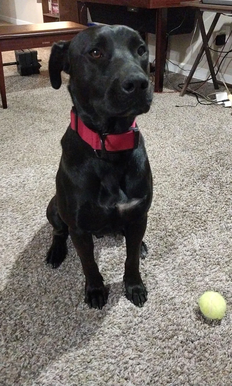 Nikko Cl thumbnail 2