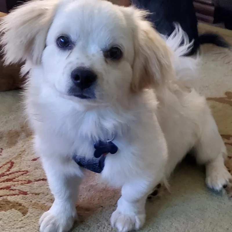 An adult small-sized male White / Cream Papillon dog named Reggie for adoption in Springfield, MO