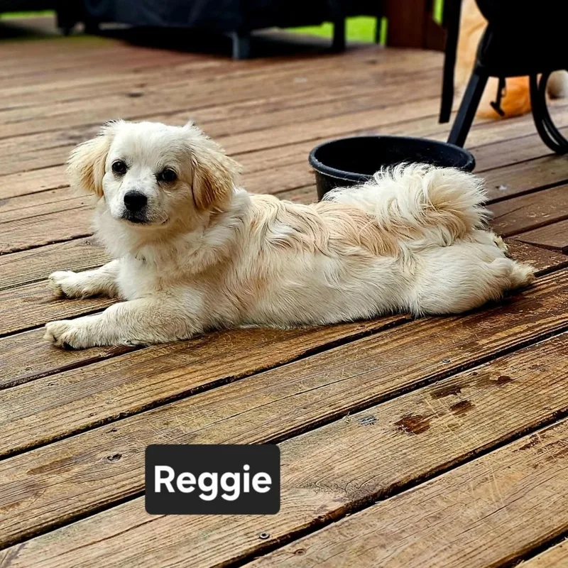 Reggie thumbnail 4
