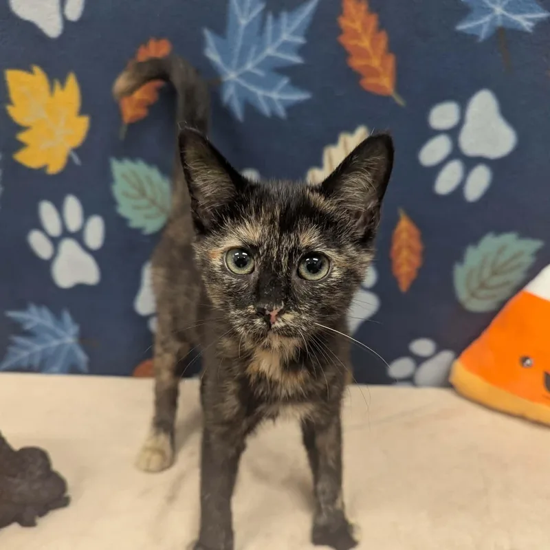 A baby medium-sized female Tortoiseshell Domestic Short Hair cat named Splash for adoption in Logan, OH