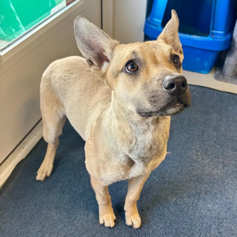 A baby medium-sized female Belgian Shepherd / Malinois dog named Ariana for adoption in Hartford City, IN