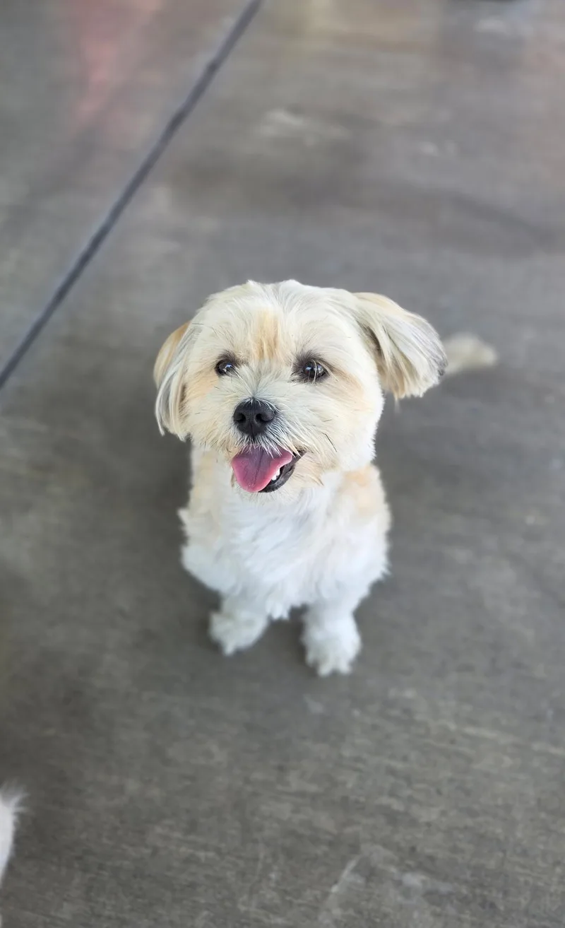 A young small-sized female White / Cream Shih Tzu dog named Lilo for adoption in Gardena, CA