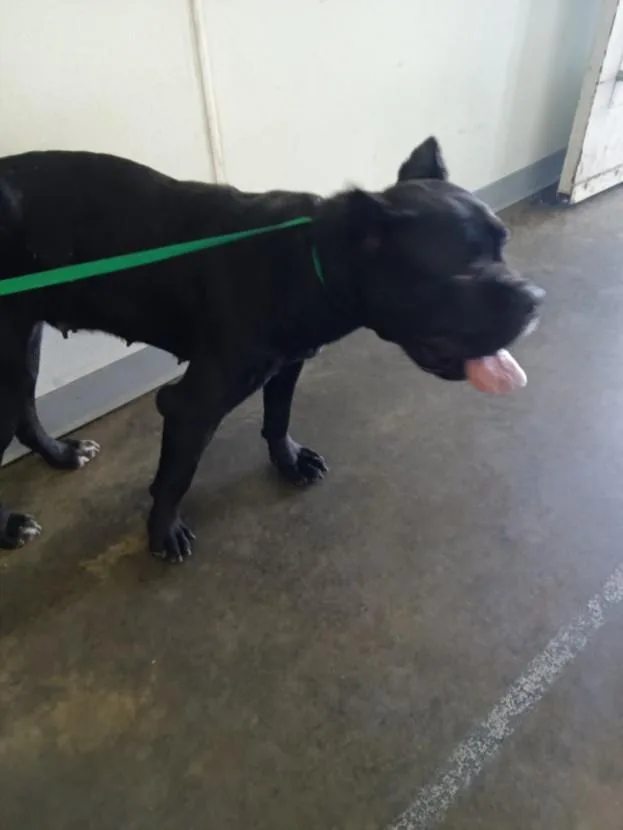 An adult extra large-sized female Cane Corso dog named Flower for adoption in Los Angeles, CA