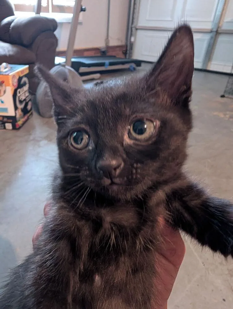 A baby medium-sized female Black Domestic Short Hair cat named Aska for adoption in Kannapolis, NC