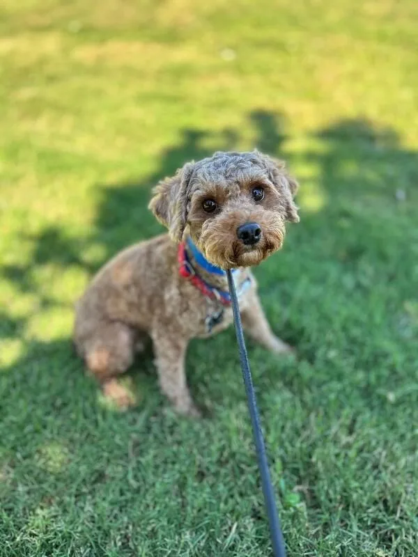 An adult small-sized female Brown / Chocolate Miniature Poodle dog named Ruby for adoption in Aiken, SC