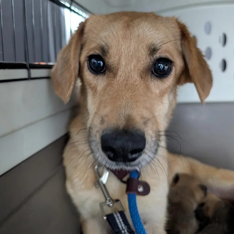 A young medium-sized female Yellow / Tan / Blond / Fawn Mixed Breed dog named Latte for adoption in DeKalb, IL