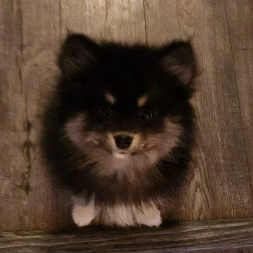 A baby small-sized male Pomeranian dog named Jack for adoption in Twin lakes, WI