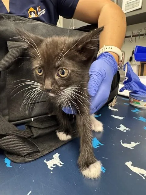 A baby small-sized male Domestic Medium Hair cat named Clint Barton for adoption in Ontario, CA