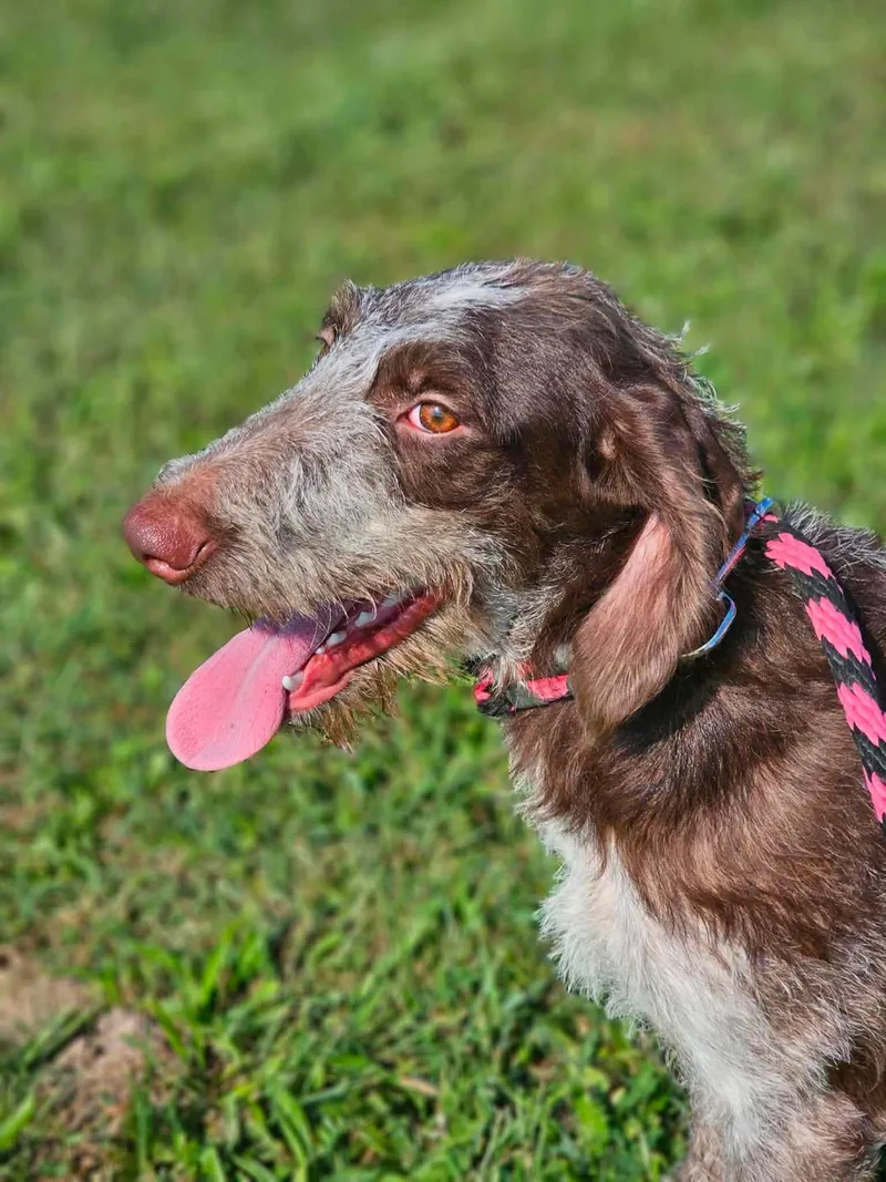 A baby medium-sized female German Wirehaired Pointer dog named Jade for adoption in RUSSIAVILLE, IN