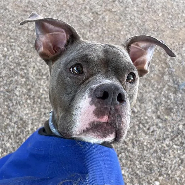 A young medium-sized female Pit Bull Terrier dog named Rori for adoption in Tucson, AZ