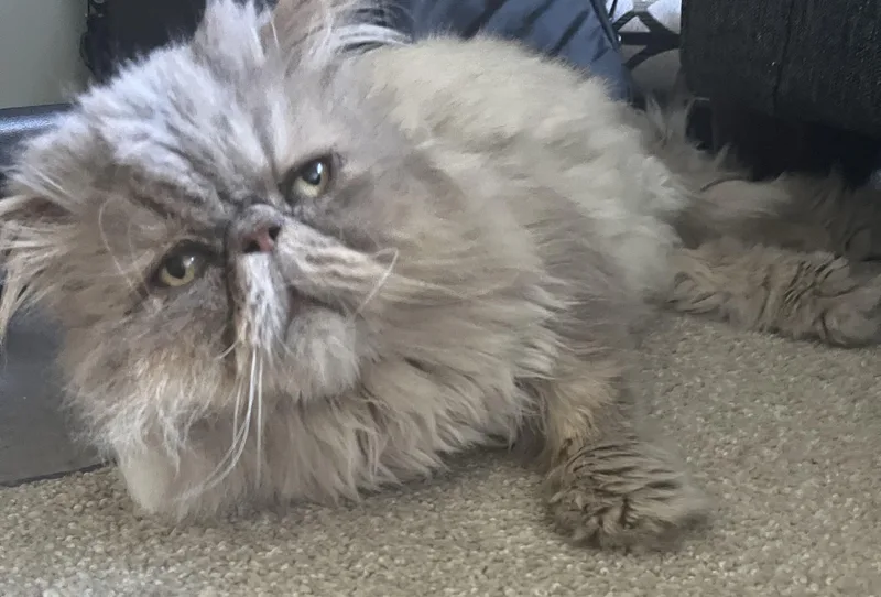 A senior large-sized male Smoke Persian cat named Spencer for adoption in St. Louis, MO