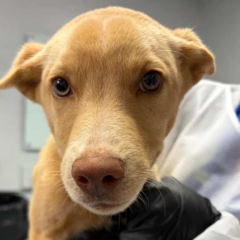 A baby medium-sized female Yellow / Tan / Blond / Fawn Mixed Breed dog named Briar for adoption in Greenville, SC