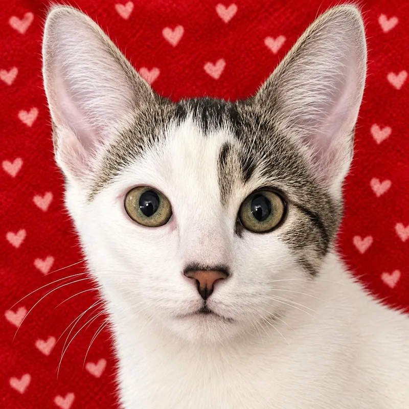 A baby small-sized female Domestic Short Hair cat named Sophie for adoption in Austin, TX