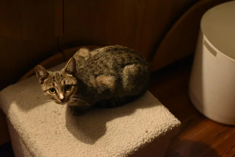 A baby small-sized female Domestic Short Hair cat named Rosemary for adoption in Avondale Estates, GA