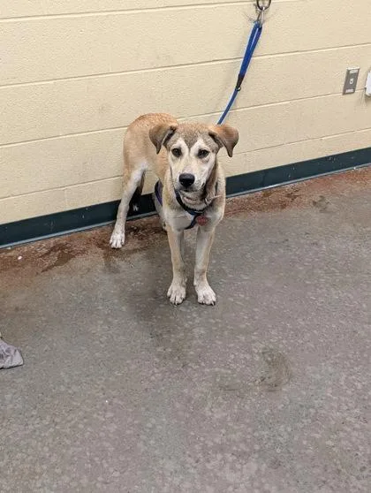 A baby medium-sized female Mixed Breed dog named Fern for adoption in Independence, MO