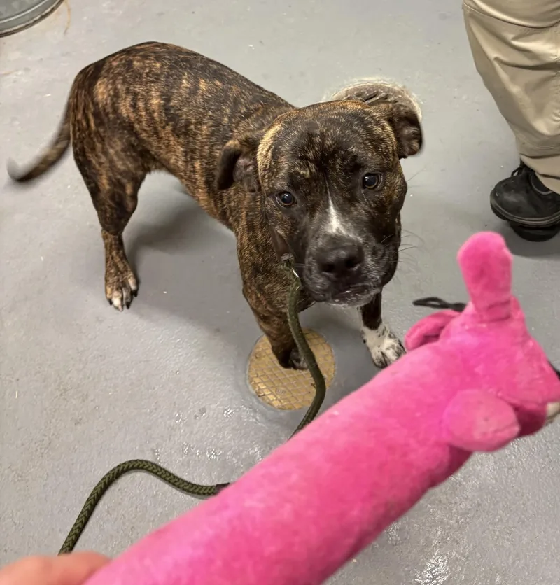 A young medium-sized female Pit Bull Terrier dog named Tinker Bell for adoption in Ashland, VA