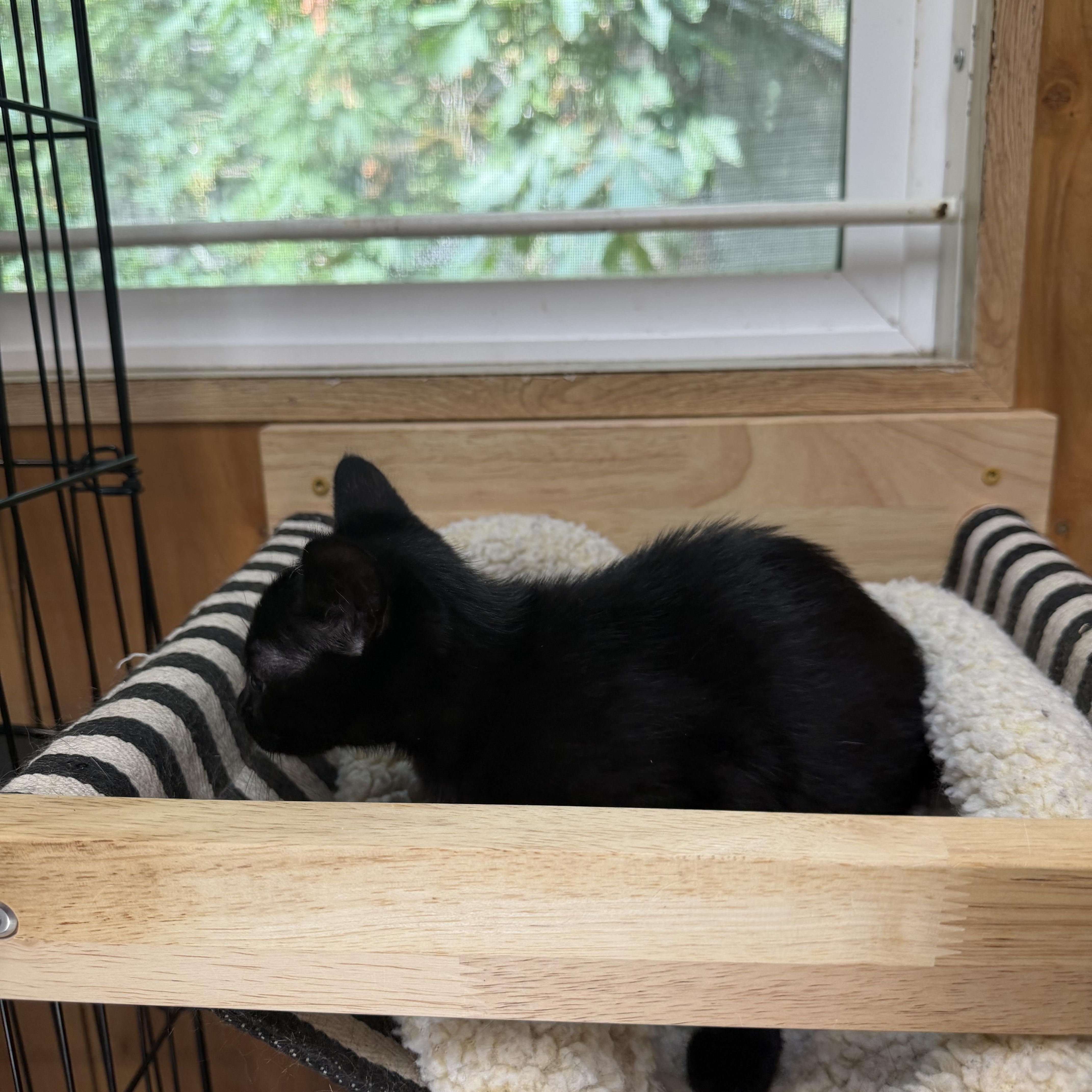 A baby medium-sized female Black Domestic Short Hair cat named Lady for adoption in Kent, WA