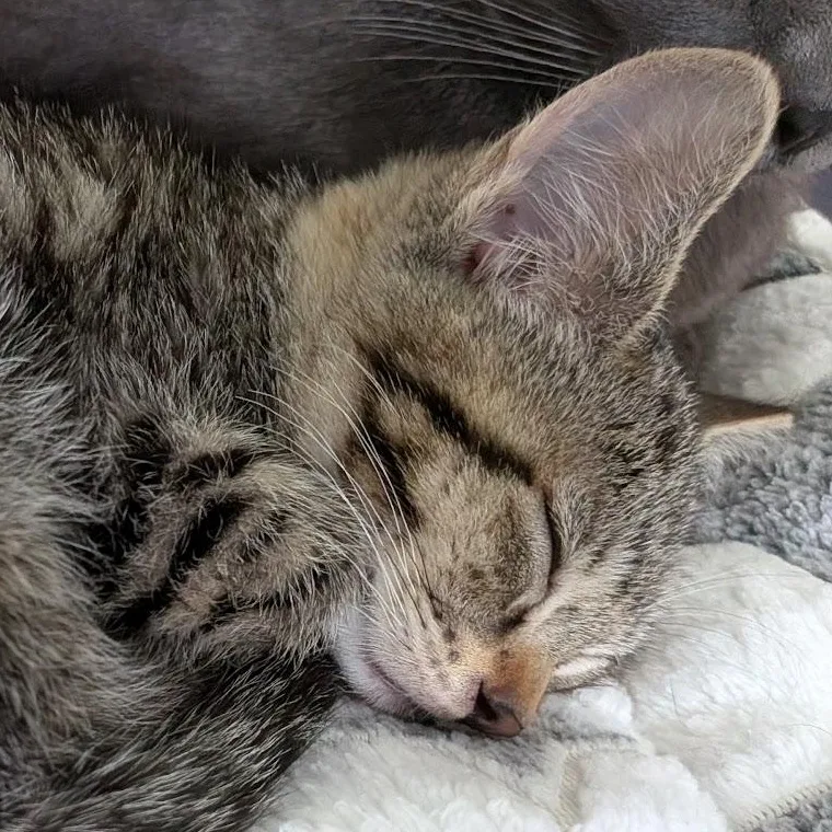 A baby medium-sized female Tabby (Brown / Chocolate) Domestic Short Hair cat named Jinx for adoption in Eugene, OR