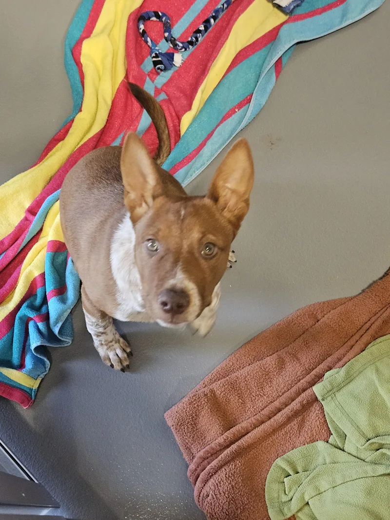 A baby medium-sized male Red / Chestnut / Orange Australian Cattle Dog / Blue Heeler dog named Ender for adoption in Kalamazoo, MI