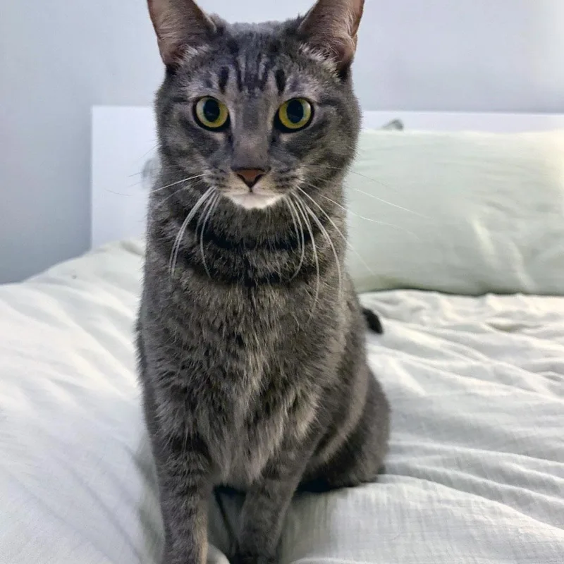 An adult large-sized male Gray / Blue / Silver Domestic Short Hair cat named Mister Joey for adoption in Chicago, IL