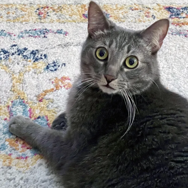 Mister Joey thumbnail 2