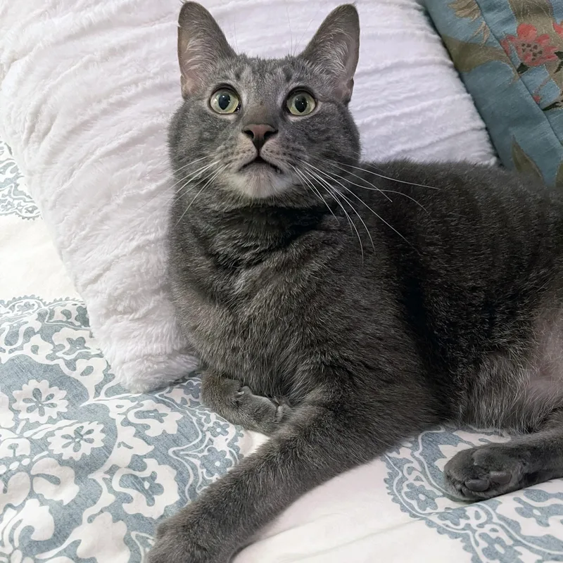 Mister Joey thumbnail 3