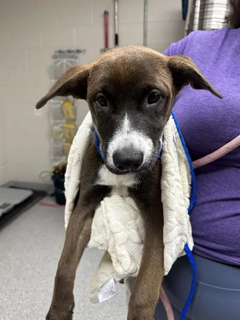 A baby small-sized female Labrador Retriever dog named Buttercup for adoption in Pasadena, TX