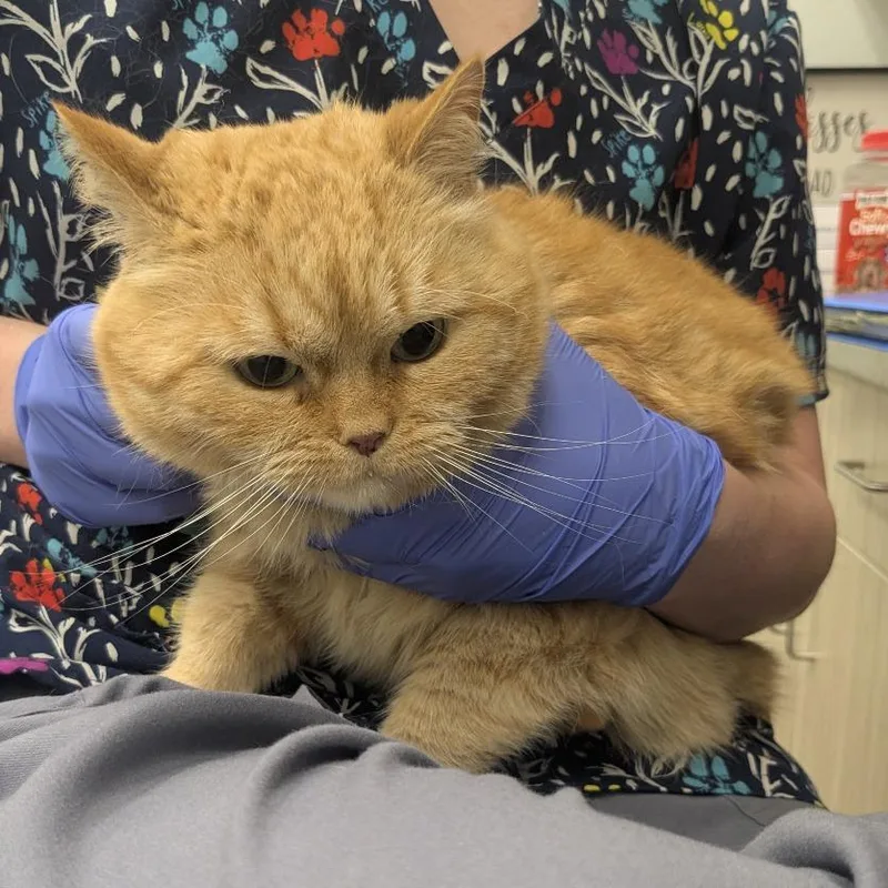 A senior medium-sized female Orange / Red Domestic Short Hair cat named Lucy for adoption in Chattanooga, TN