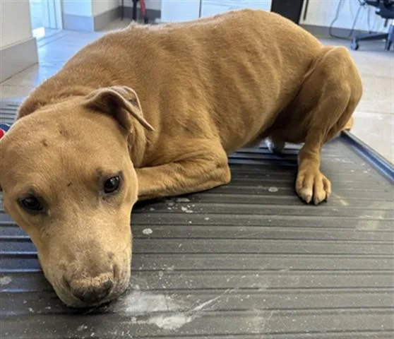 A young large-sized male Labrador Retriever dog named Archer for adoption in Mesa, AZ
