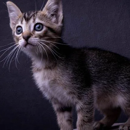A baby small-sized female Brown / Chocolate Domestic Short Hair cat named Benni for adoption in Long Beach, CA