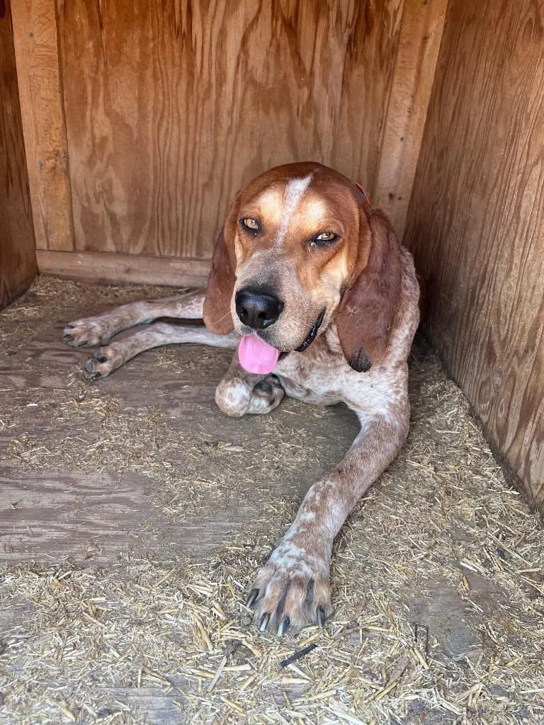 An adult medium-sized male Hound dog named Johnny for adoption in Heber City, UT