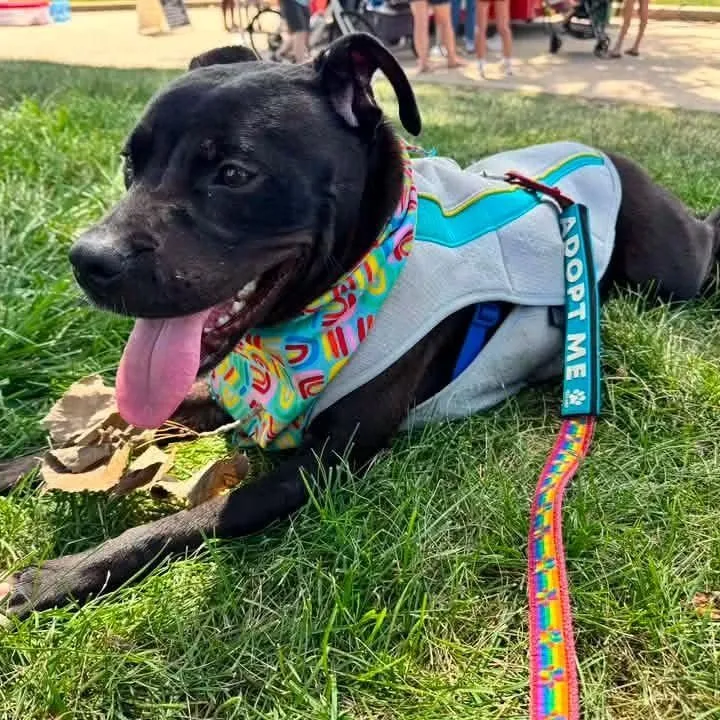 A young medium-sized female American Staffordshire Terrier dog named Cinderella for adoption in East Peoria, IL