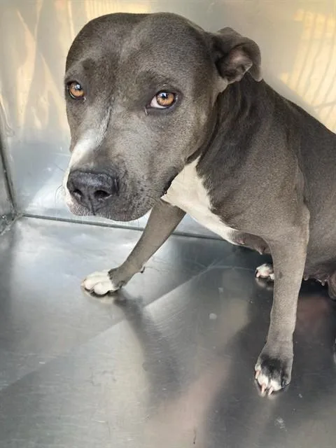 A young large-sized female Pit Bull Terrier dog named Diamond for adoption in Dallas, TX