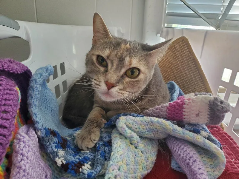 A young medium-sized female Dilute Tortoiseshell Domestic Short Hair cat named Lola for adoption in Kalamazoo, MI