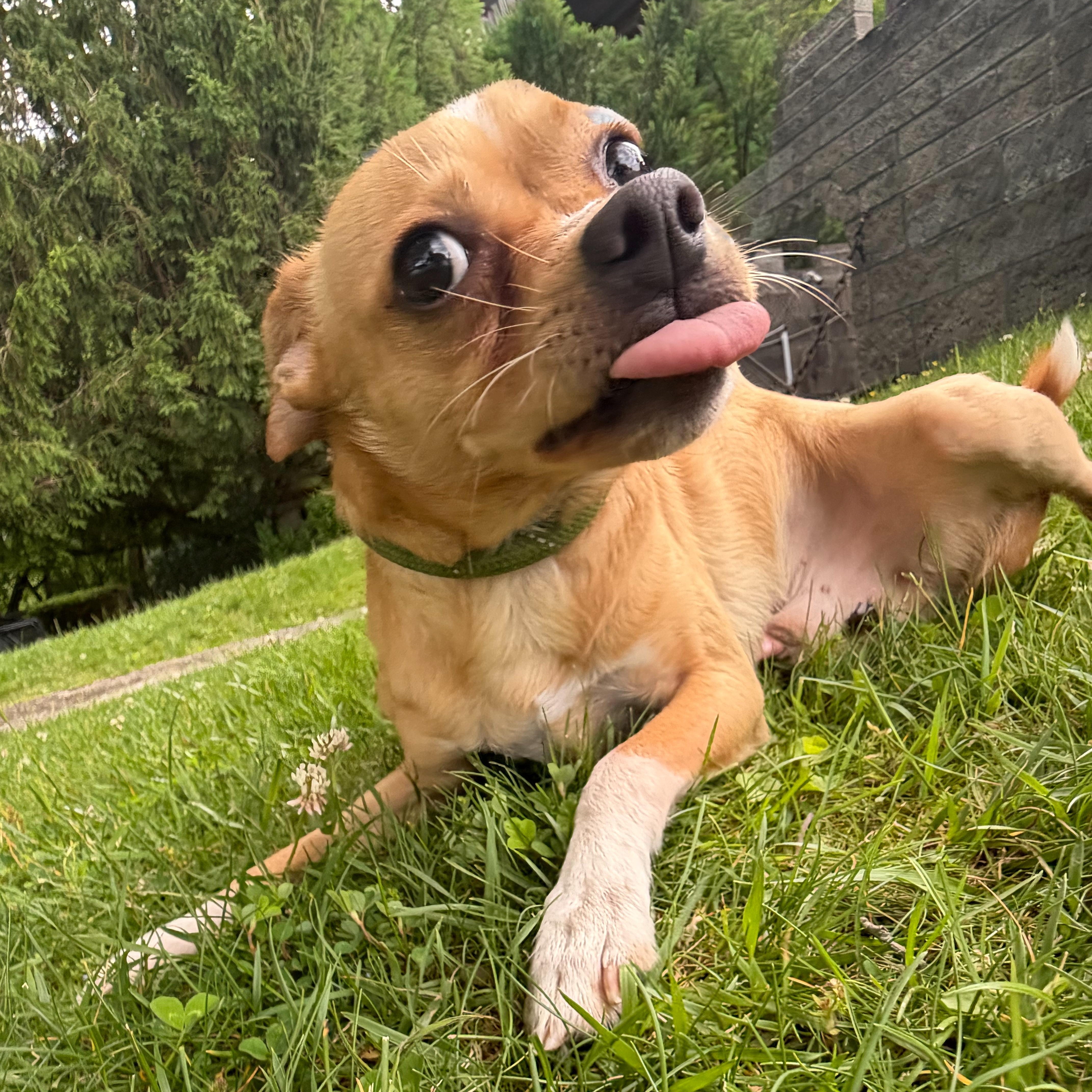 An adult small-sized male Yellow / Tan / Blond / Fawn Chihuahua dog named Frankie for adoption in Latrobe, PA