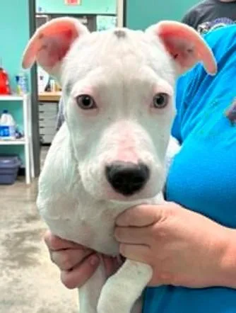 A baby medium-sized female Terrier dog named Della for adoption in Lampasas, TX