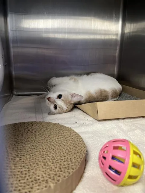A young small-sized female Domestic Short Hair cat named Squishy for adoption in Omaha, NE