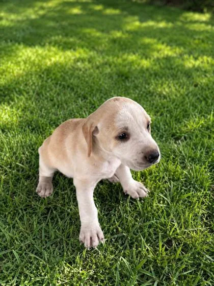 A baby large-sized female Treeing Walker Coonhound dog named Velma for adoption in Largo, FL